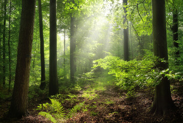 Forest wonderland with light rays beautifully falling through some mist and lush tree branches. A...
