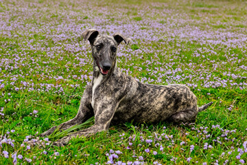 Whippet greyhound dog. Whippet greyhound
