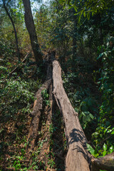 Fototapeta premium Fallen tree in the forest, Wat Phalet hiking