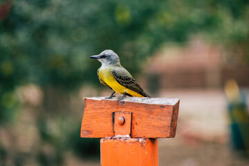 Pajarito mirando de perfil