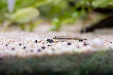 Electric Blue Neon Dwarf Goby - (Stiphodon atropurpureus)
