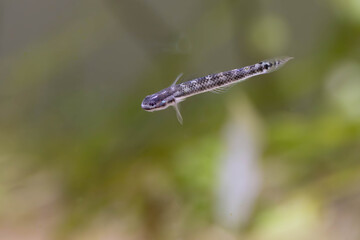 Electric Blue Neon Dwarf Goby - (Stiphodon atropurpureus)
