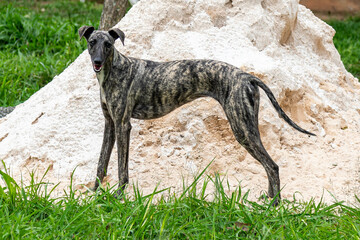 Whippet greyhound dog. Whippet greyhound
