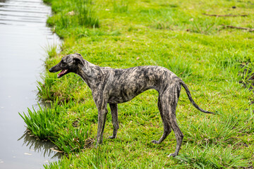 Whippet greyhound dog. Whippet greyhound