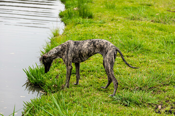 Whippet greyhound dog. Whippet greyhound