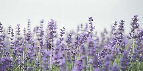 Naklejka premium Campos de lavanda se estendendo até o horizonte