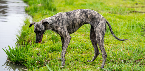 Whippet greyhound dog. Whippet greyhound