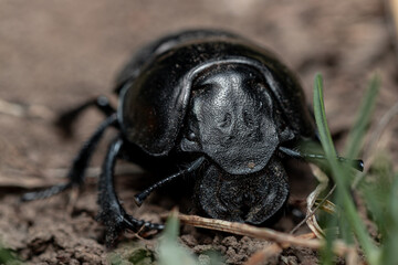 Portrait of a beetle in spring