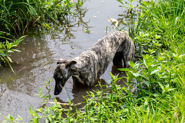 Whippet greyhound dog. Whippet greyhound