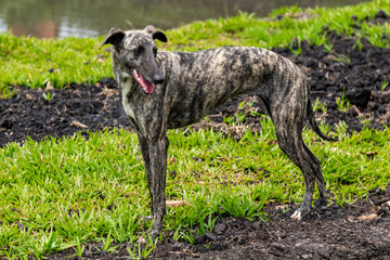 Whippet greyhound dog. Whippet greyhound