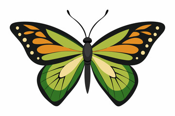 Cute Butterfly  vector   art illustration