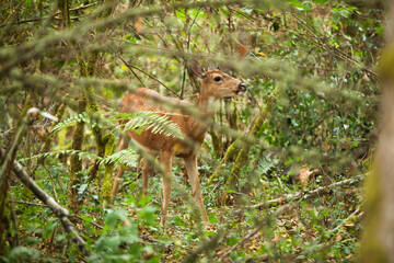 Deer in Woods