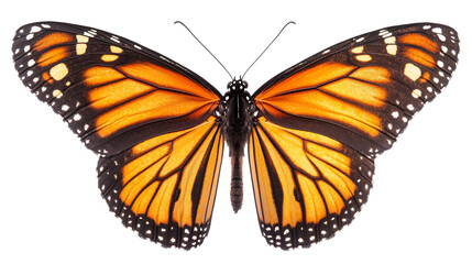 Fototapeta premium A close-up view of a monarch butterfly with its wings spread wide. The butterfly is isolated on a black background. Generative ai