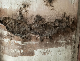 old cracked and holed walls full of cobwebs