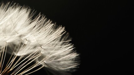 Dandelion seeds on dark background, nature detail. Botanical elegance and calm concept