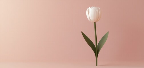 Fototapeta premium White tulip flower on a soft pink background, minimalist design.