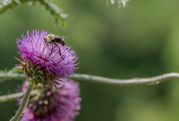 bee on thistle