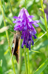 silver spotted skipper butterfly on a flower