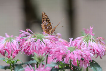 great spangled fritillary butterfly on flower