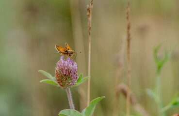 fiery skipper on red clover