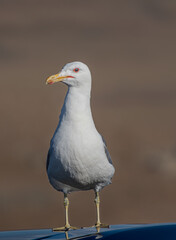 close up of a seagull