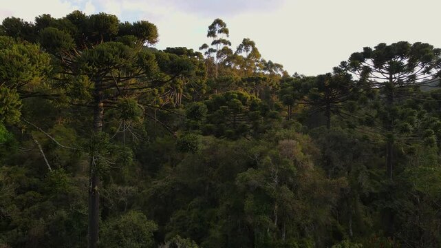 Parana Pine Tree Araucaria Forest. Aerial view