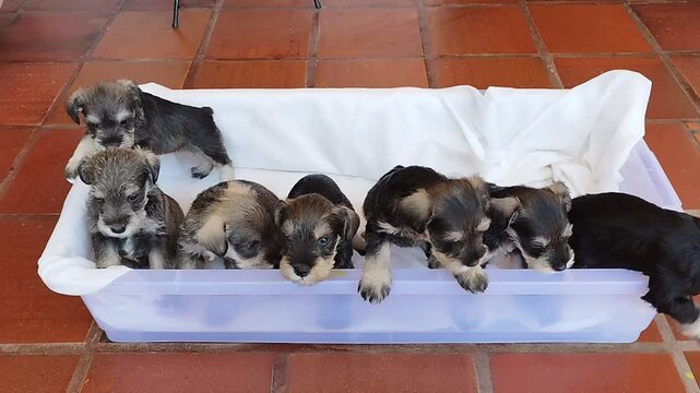 Una camada de adorables cachorros schnauzer miniatura acurrucados juntos en una canasta blanca