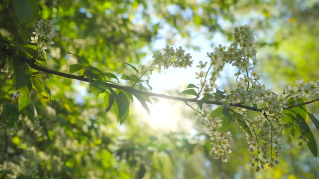 Blooming bird cherry and sun in spring, slow motion