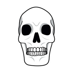 Skull1. Human body, skeleton illustration. Skeleton bone, skeleton