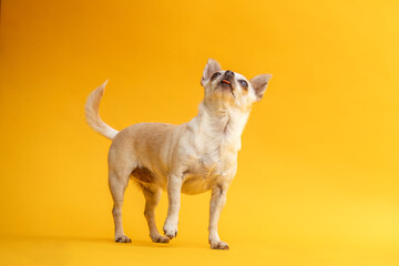 Colorful und funny portrait of a female Chihuahua dog in front of yellow studio background, text space