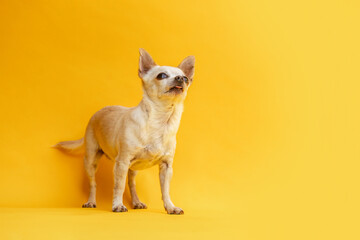 Colorful und funny portrait of a female Chihuahua dog in front of yellow studio background, text space
