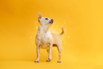 Colorful und funny portrait of a female Chihuahua dog in front of yellow studio background, text space