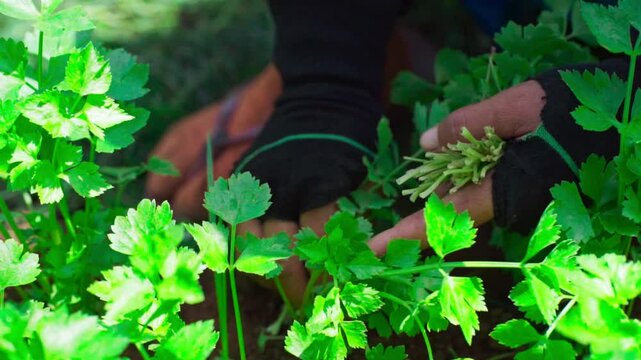 Slow motion video of a farmer harvesting coriander in an organic veggie garden