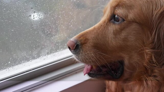 A golden retriever looks out of the window with a mix of amazement and fear as it watches the rain and lightning outside