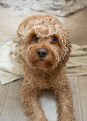 Cute Cockapoo, Cockapoo Bathing, Dog Shower, Bath TIme for Dog, Golden Doodle, Veterinary Photo, Dog Photo, Doggy Daycare, Dog Bath