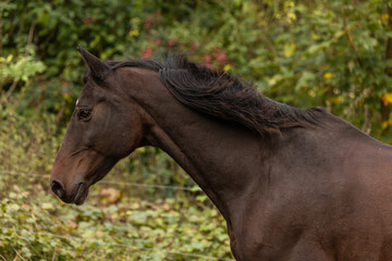 Portrait eines laufenden Pferdes im Herbst