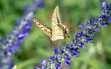 ラベンダーとアゲハチョウ