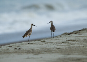 bird on the beach