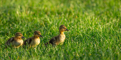 ducklings on grass