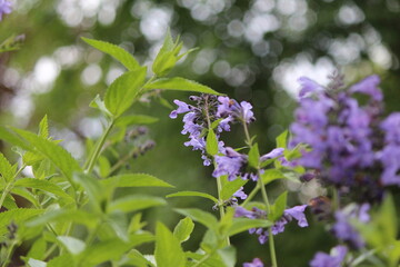 Flowers in Forest