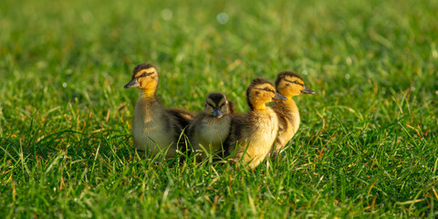 ducklings on grass