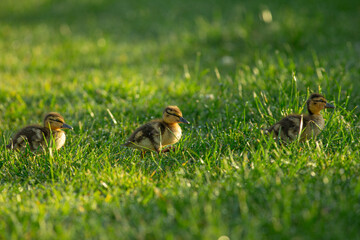 ducklings on grass