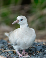close up of a dove