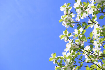 ハナミズキ　青空背景