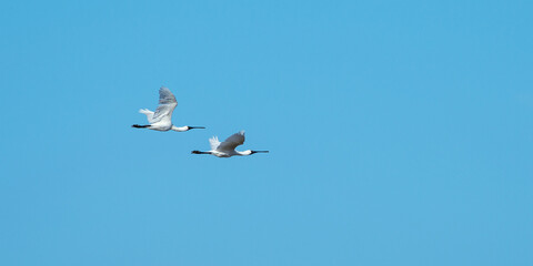 Spoonbill in flight