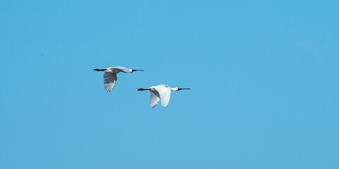 Spoonbill in flight