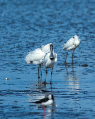 Royal Spoonbill
