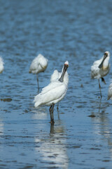 Royal Spoonbill