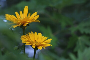 Yellow Flower in the Garden
