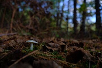mushroom in the forest